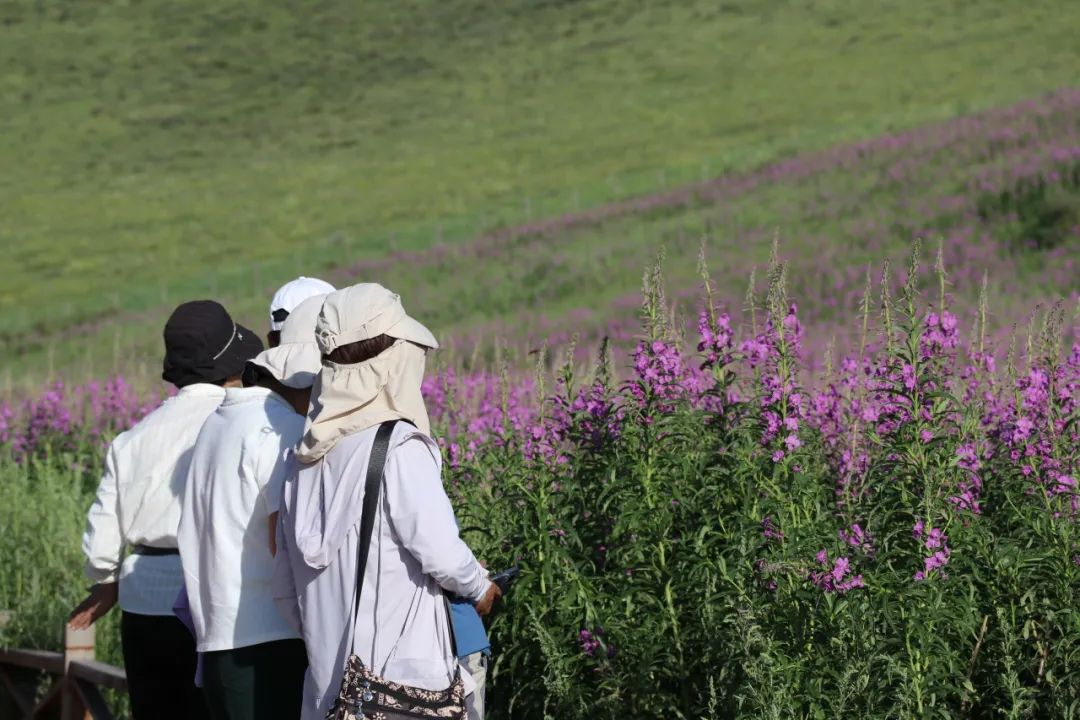 锡林浩特：相约草原 遇见柳兰花开