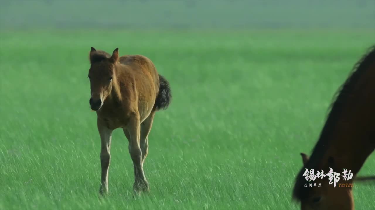 锡林郭勒宣传片