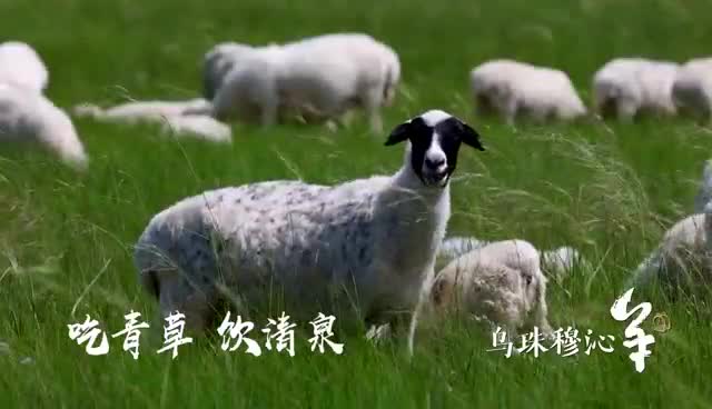 乌珠穆沁羊宣传片